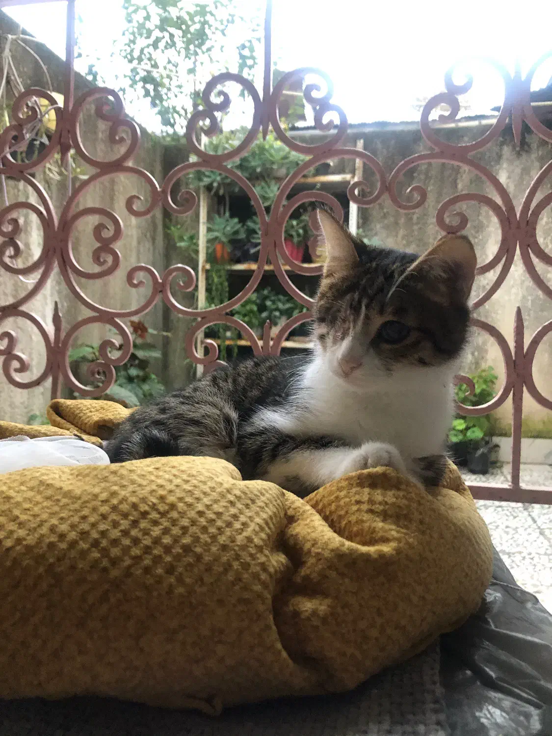 گربه ملوس|گربه|لاهیجان, جمهوری|دیوار