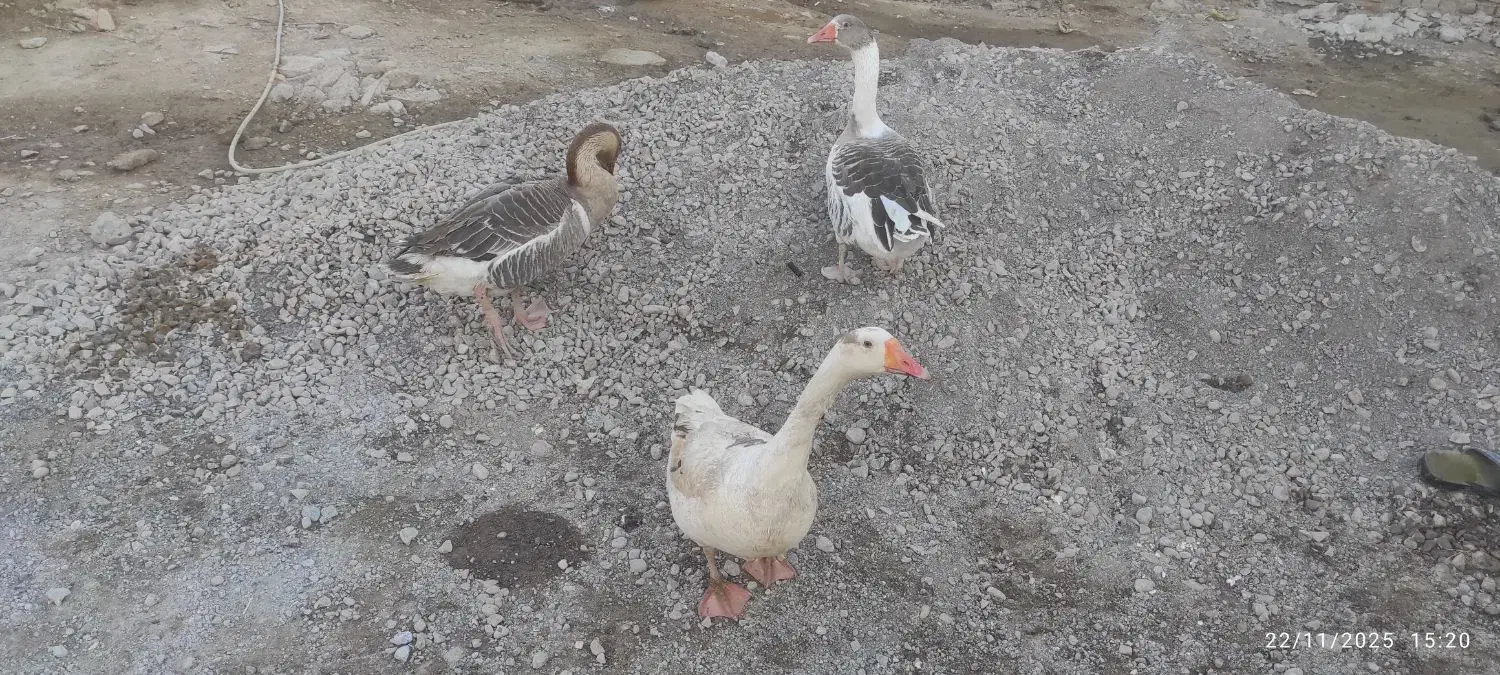 غازمحلی|حیوانات مزرعه|انبارآلوم, |دیوار