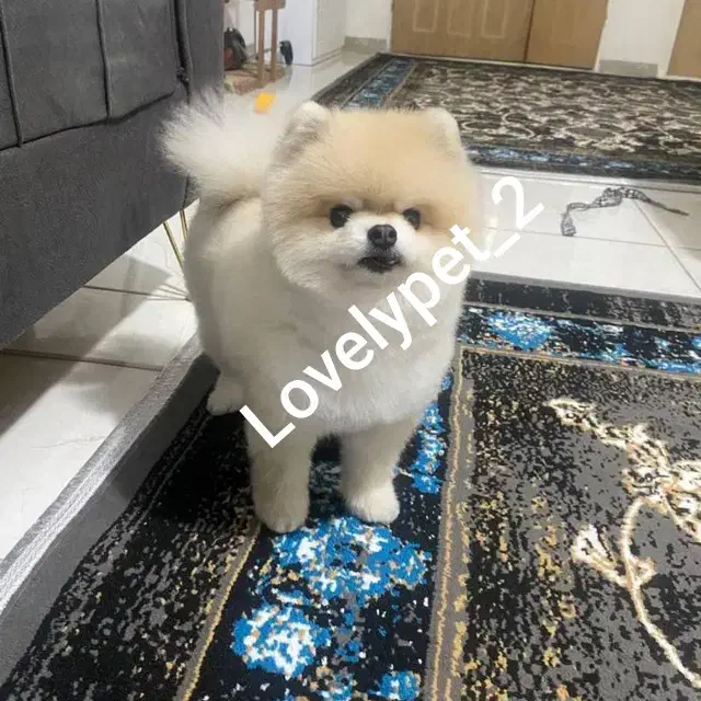 پامرانین خرسی اصیل (تیکاپ) - تضمین اصالت|سگ|مشهد, هدایت|دیوار