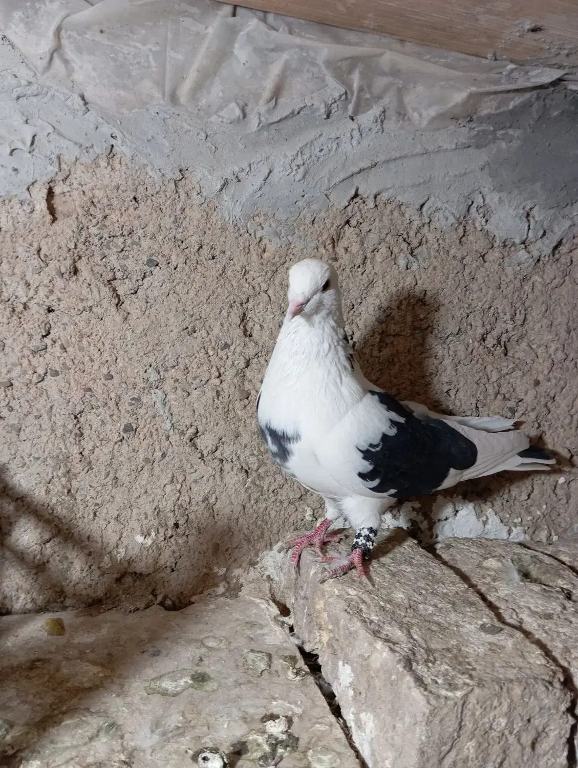 کفتر گمشده|حیوانات|شازند, |دیوار