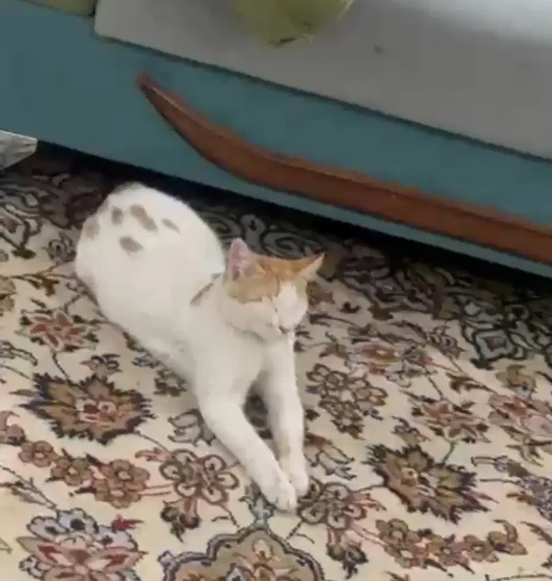 واگذاری گربه|گربه|شیراز, صنایع الکترونیک|دیوار