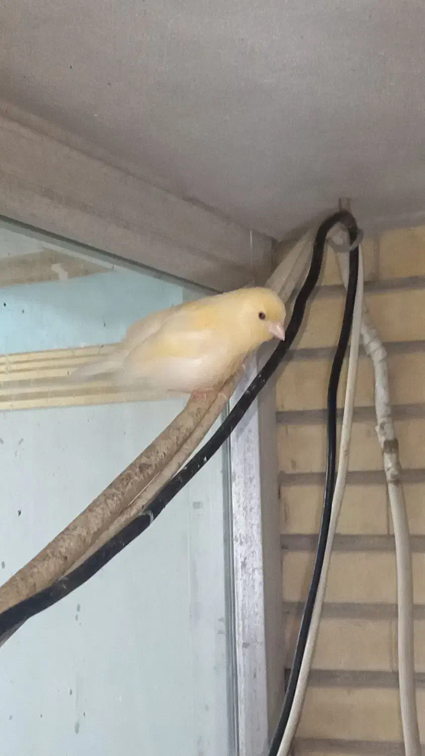 معاوضه با  عروس هلندی نر|پرنده|بندرعباس, |دیوار