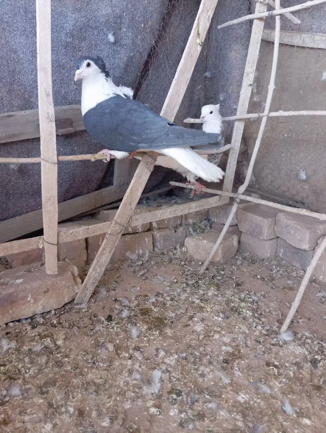 طوقی ساده|پرنده|خوسف, |دیوار