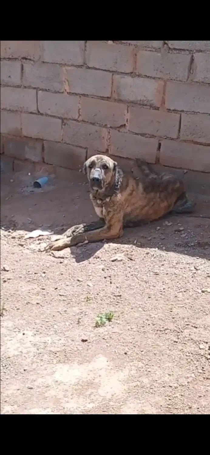 سگ گله ایی|سگ|شامکان, |دیوار