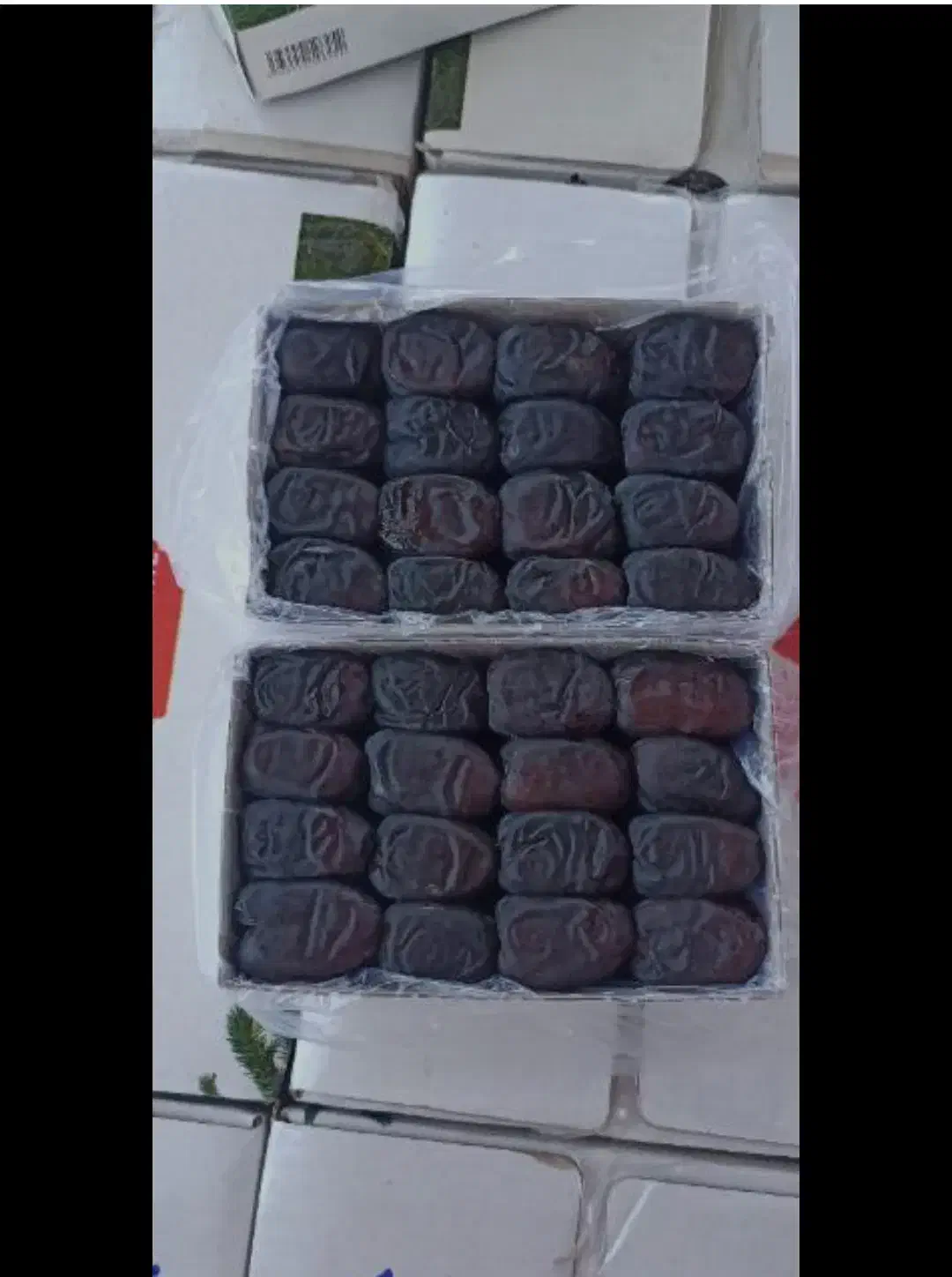 فروش عمده خرمای رطب مضافتی با کیفیت|عمدهفروشی|سراوان, |دیوار