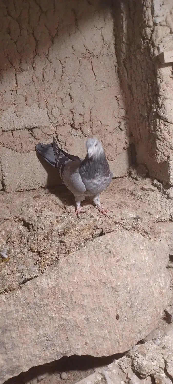 ۹ عدد پرشی به شرط|پرنده|نمین, |دیوار