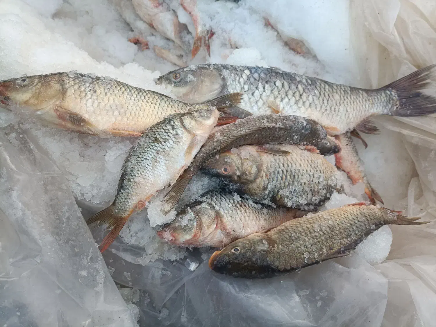 ماهی تازه|ماهی|زابل, |دیوار