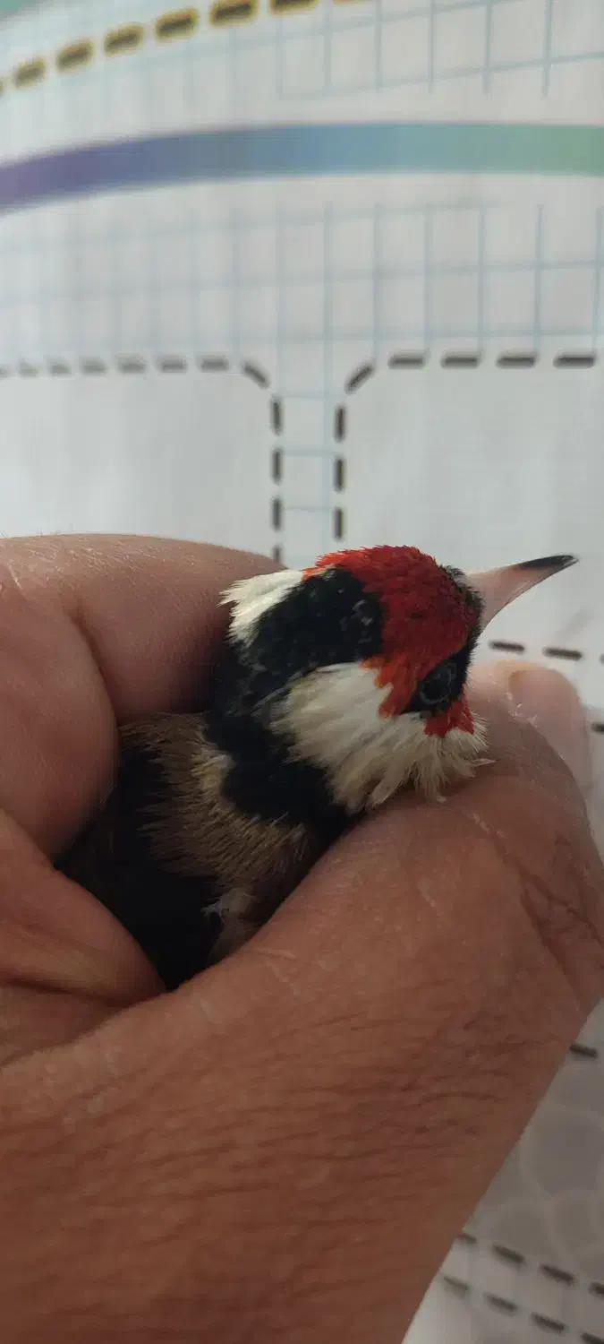 گلبسر سهره ،سهره قناری|پرنده|شیراز, تندگویان|دیوار