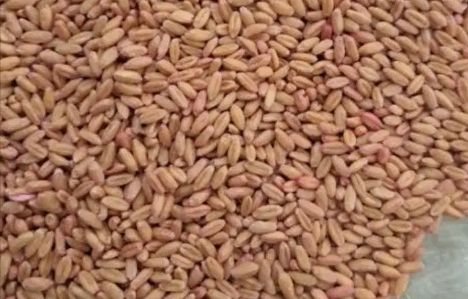 گندم|عمده‌فروشی|شهرکرد, |دیوار