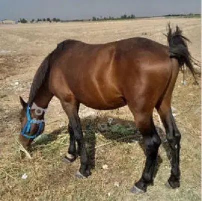 2 اسب باری با ادب و آرام|اسب و تجهیزات اسبسواری|آرمرده, |دیوار