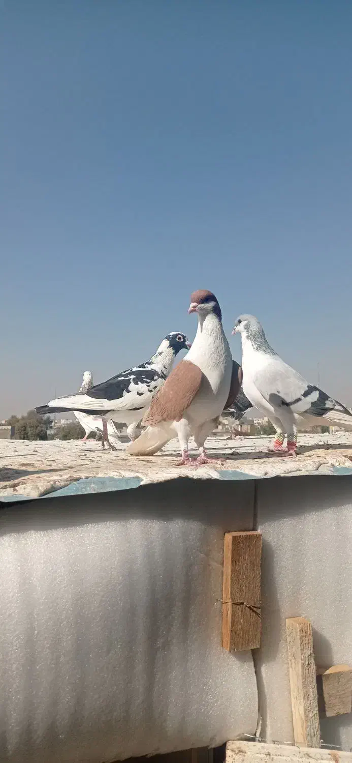 کبوتر پرنده|پرنده|قزوین, |دیوار