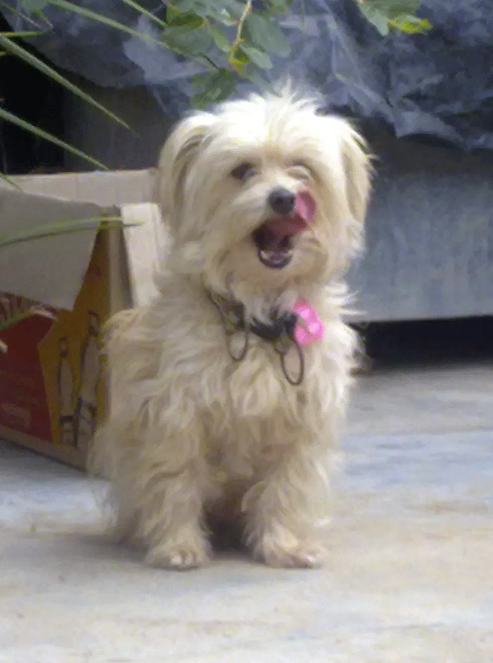 سگ شیتزو|سگ|شیراز, شاپورجان|دیوار