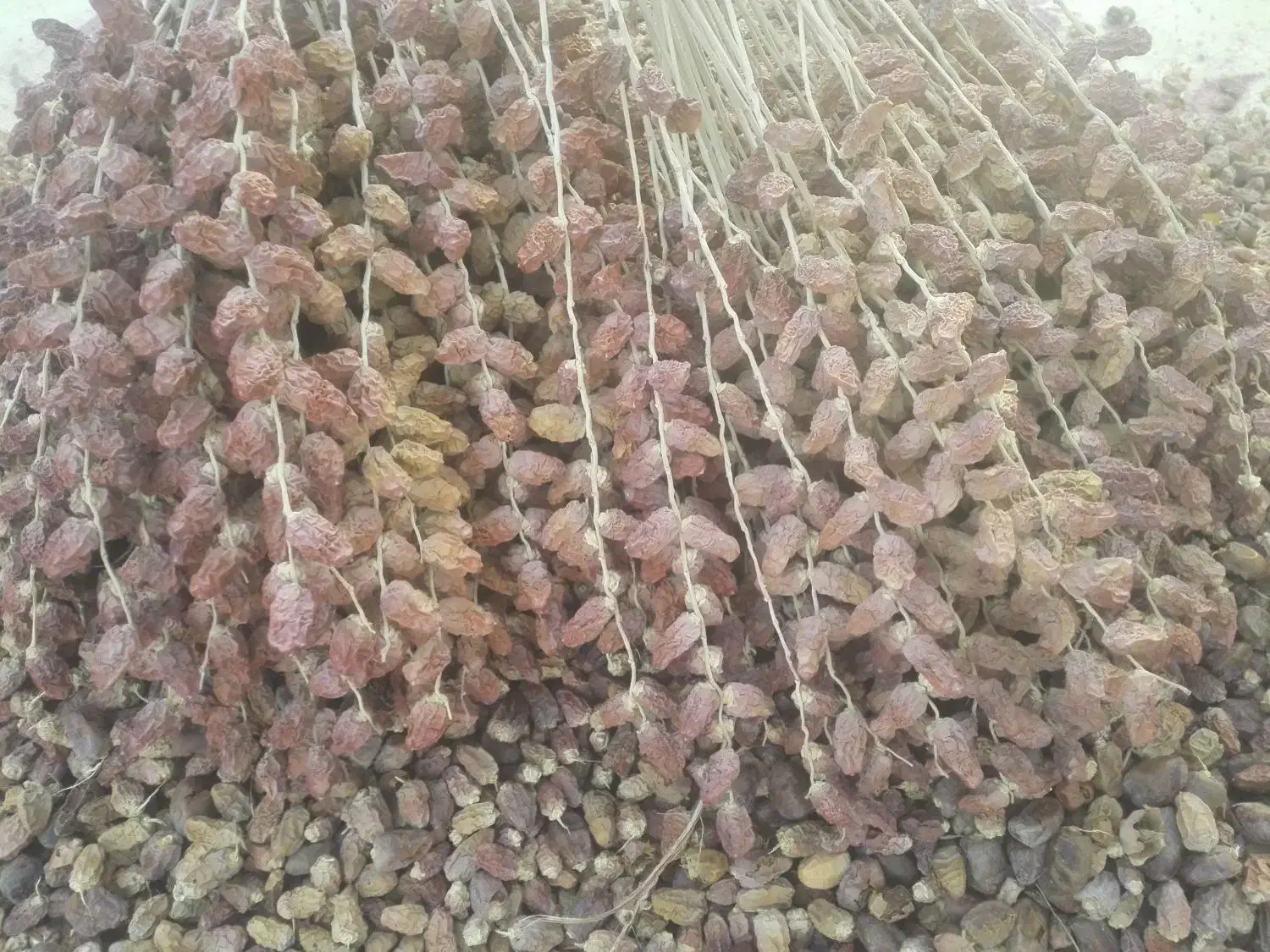 یه تن کنگه خلال برای دامداران|لوازم جانبی حیوانات|شبانکاره, |دیوار