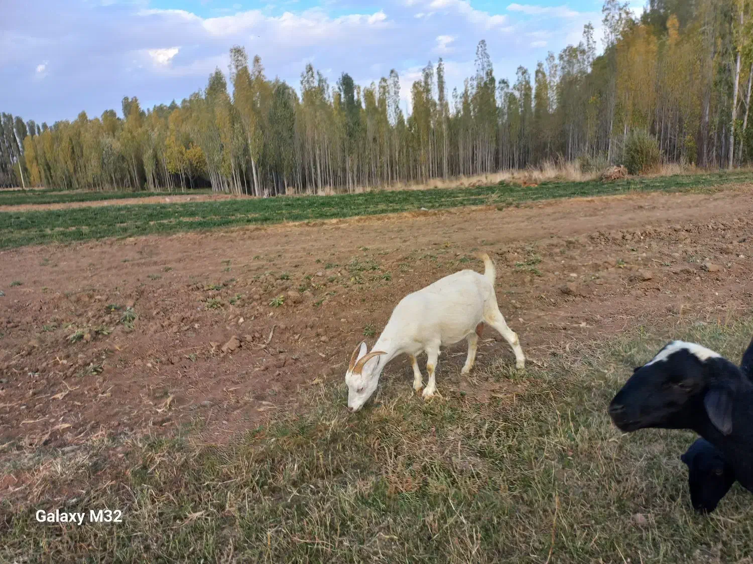 بز سانین|حیوانات مزرعه|ایجرود, |دیوار