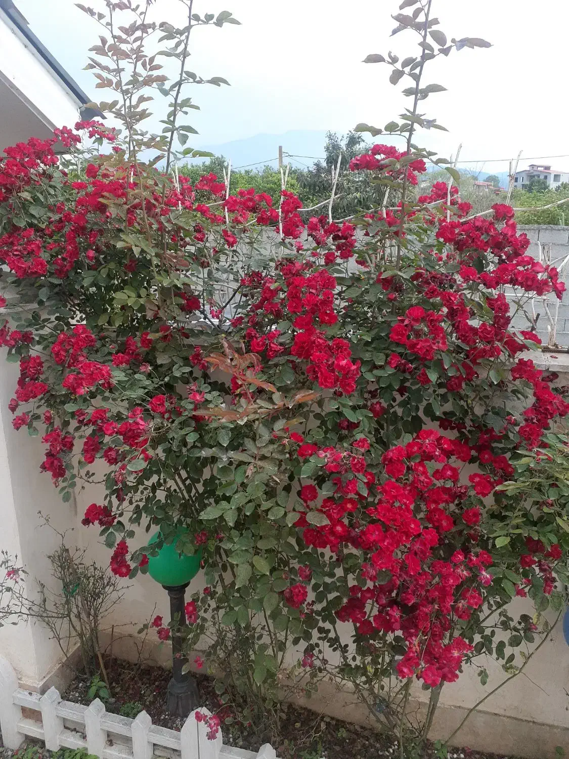 سالانه ملک اجاره ای رامسر ویلا دربستی|اجارهٔ خانه و ویلا|دالخانی, |دیوار