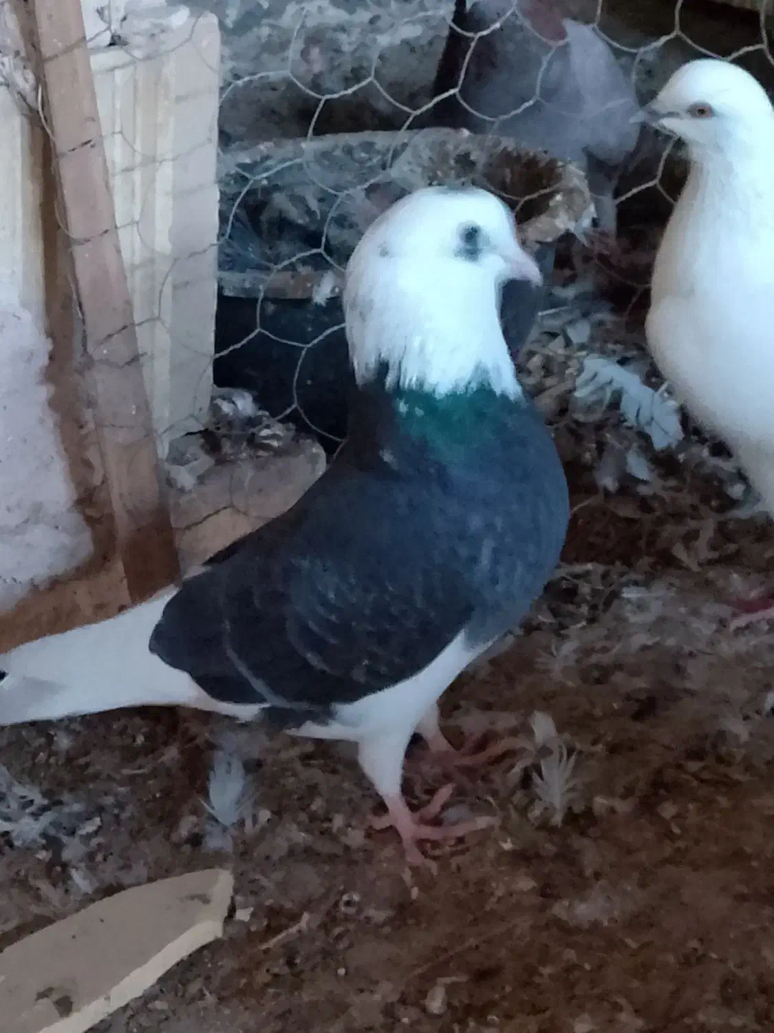 کبوتر|پرنده|بندرعباس, |دیوار