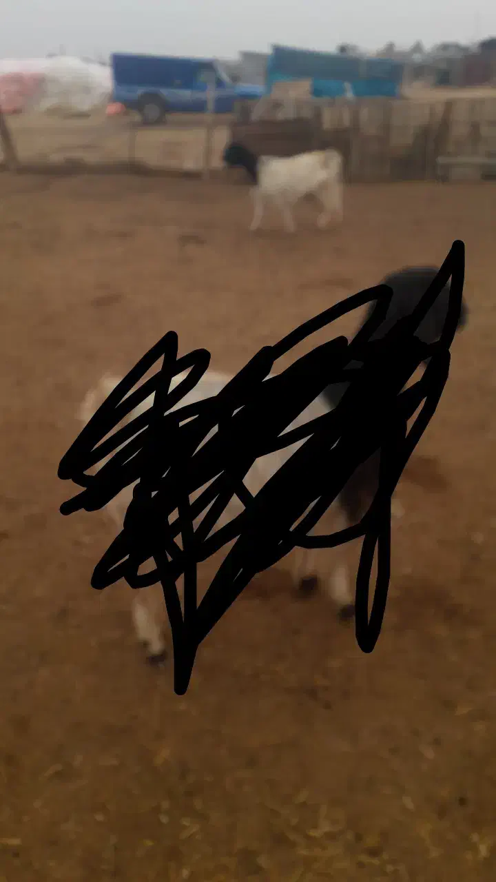 یک عدد بز دورگ درجه یک|حیوانات مزرعه|مرودشت, تخت جمشید|دیوار