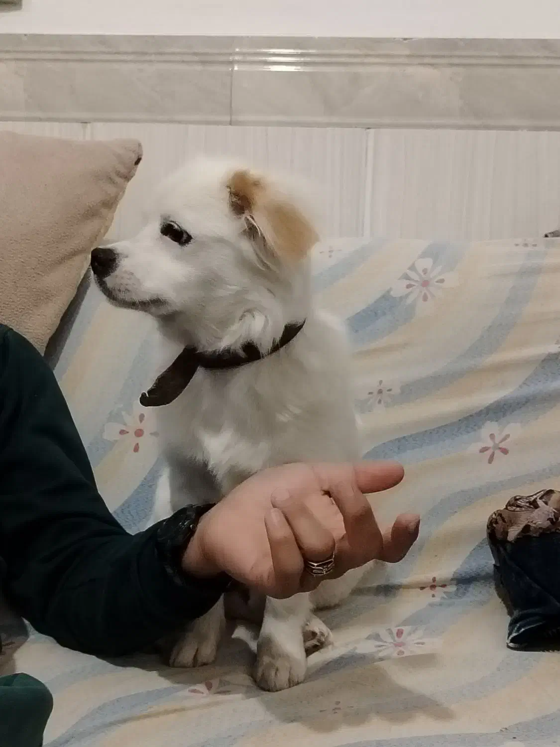 سگ تدی کوچولوشونه..|سگ|بردسیر, |دیوار