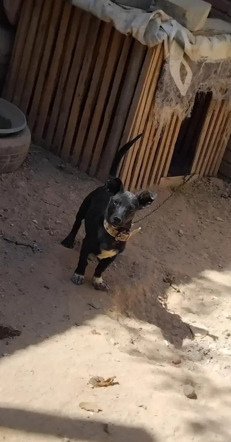 سگ پاکوتاه|سگ|گوگان, |دیوار