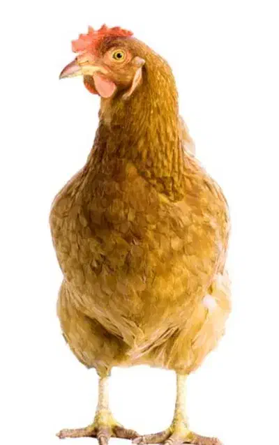 حیوانات|حیوانات مزرعه|زاغه, |دیوار