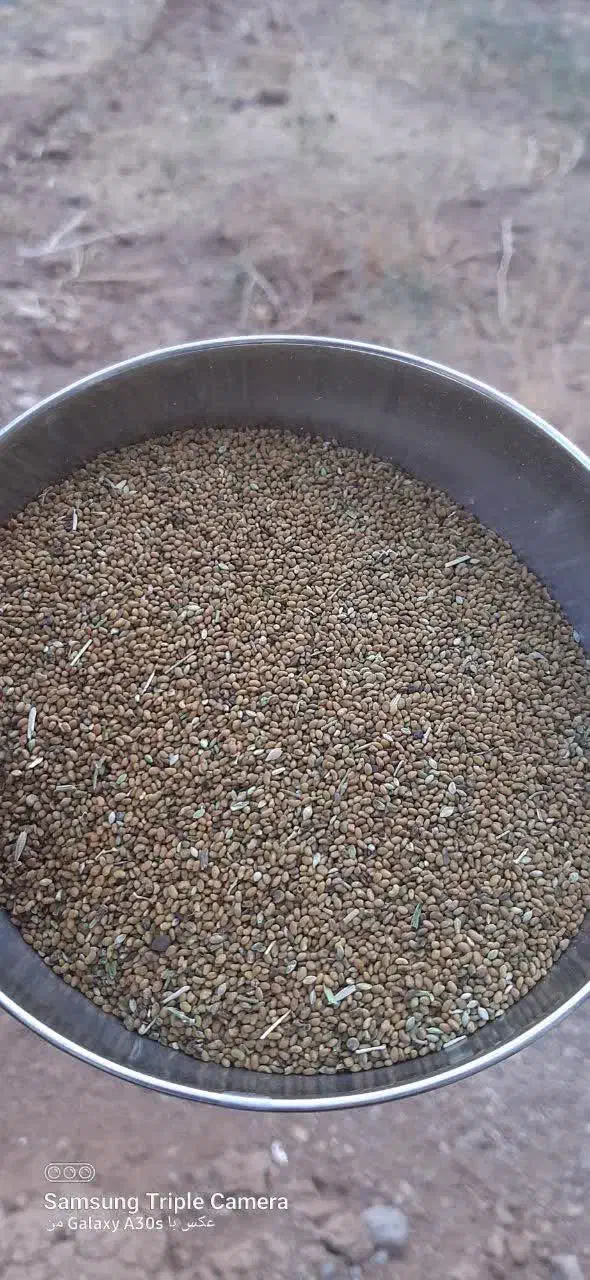 بذر یونجه درجه یک|خدمات باغبانی و درختکاری|فرمهین, |دیوار