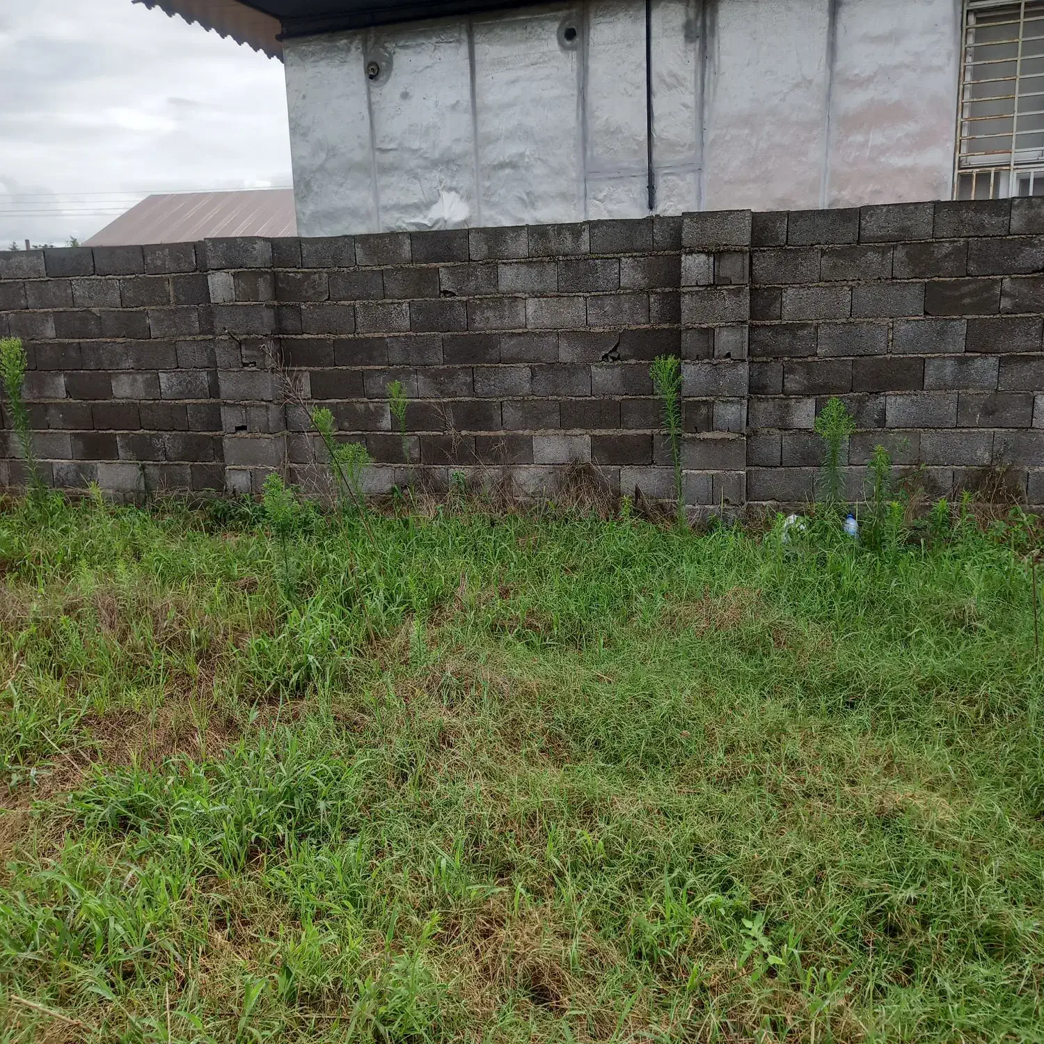 فروش  زمین  ۱۴۵  متری  مسکونی  در کیاشهر|فروش زمین و ملک کلنگی|کیاشهر, |دیوار