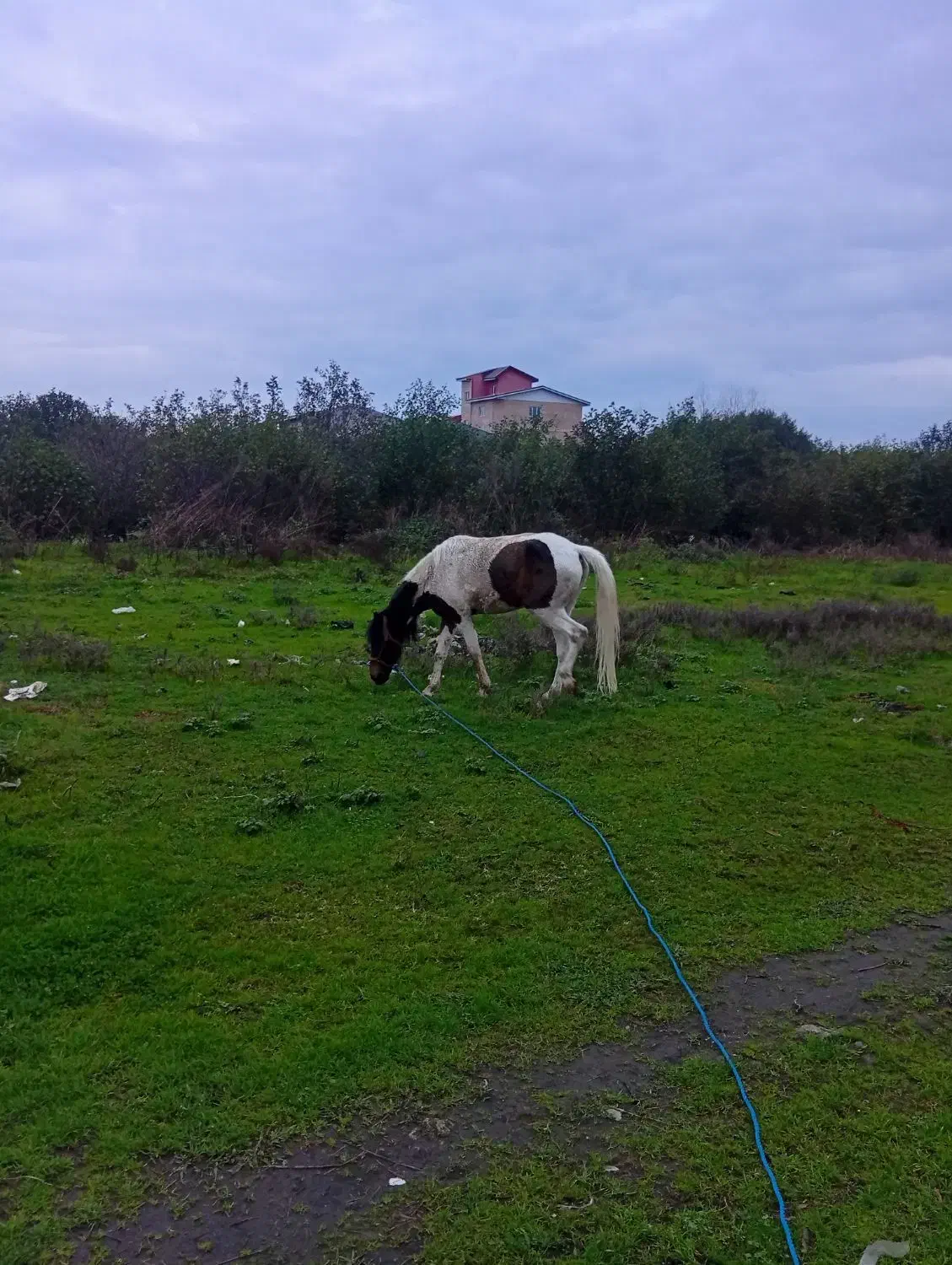 مادیان ابلغ|اسب و تجهیزات اسبسواری|بندر انزلی, نیمه شعبان|دیوار