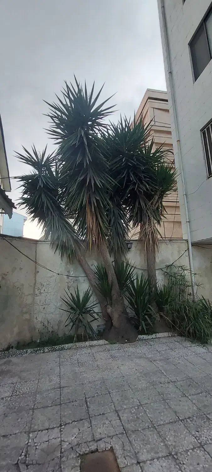 درخت یوکا|گل و گیاه طبیعی|رشت, رشتیان|دیوار