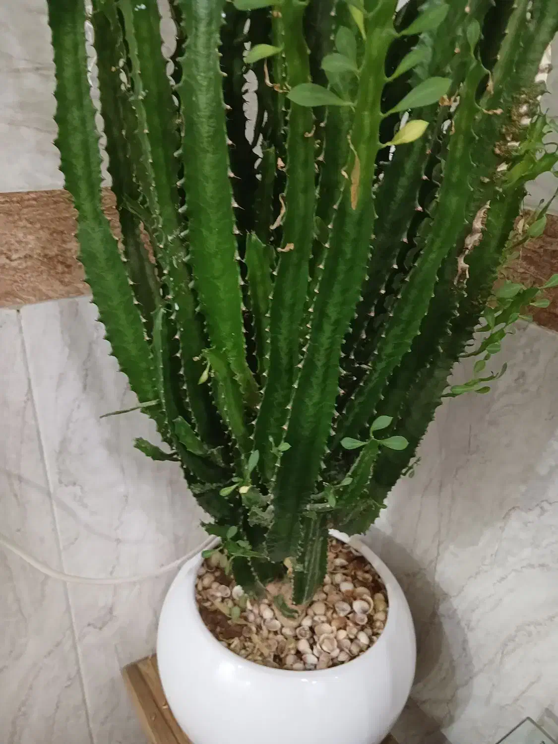 گل زیبا|گل و گیاه طبیعی|بانه, |دیوار