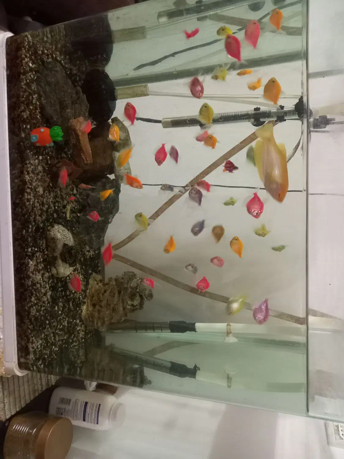 اکواریوم|ماهی|مشهد, مشکینی (شهرک غرب)|دیوار