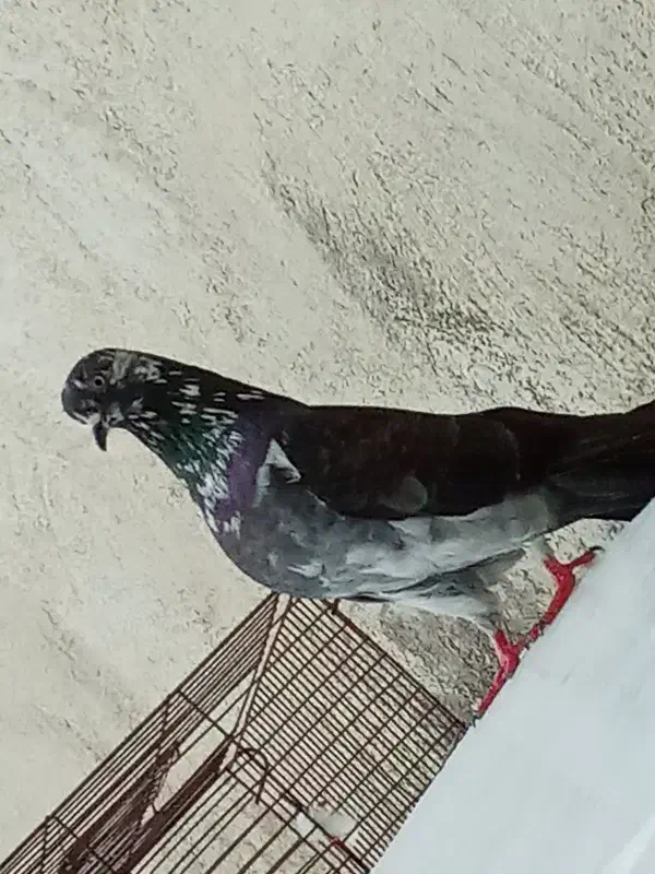 کفتر|پرنده|رشت, سلیمانداراب|دیوار