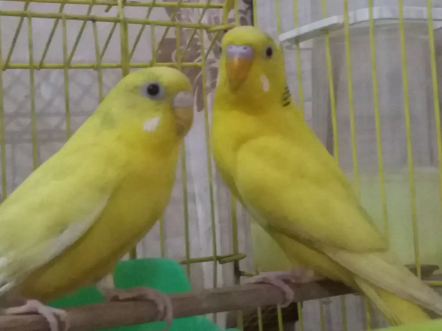 مرغ عشق|پرنده|اردبیل, |دیوار