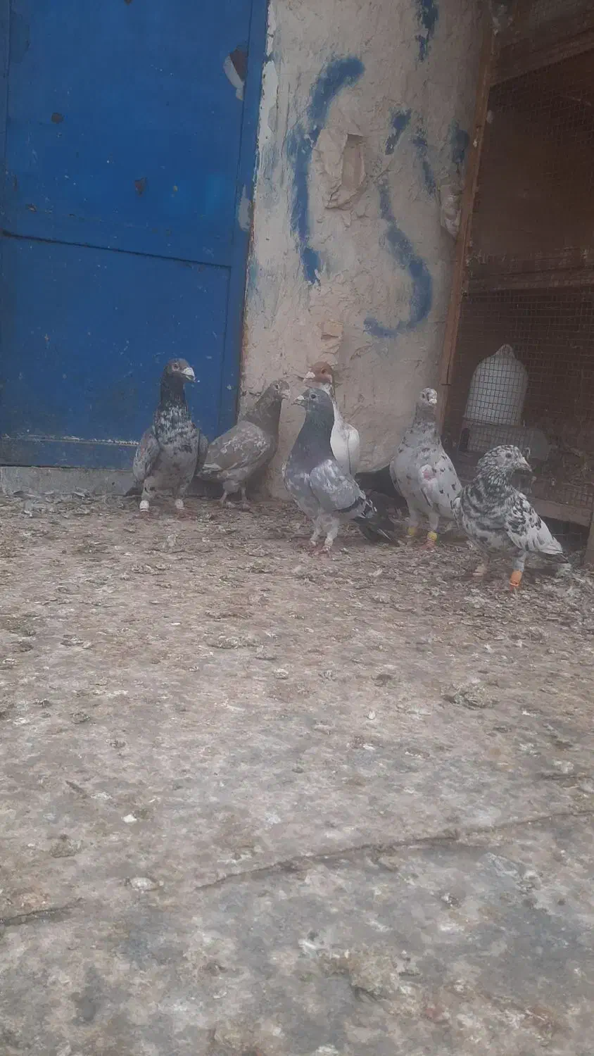 کبوتر کوهی دورگ|پرنده|باوی, |دیوار