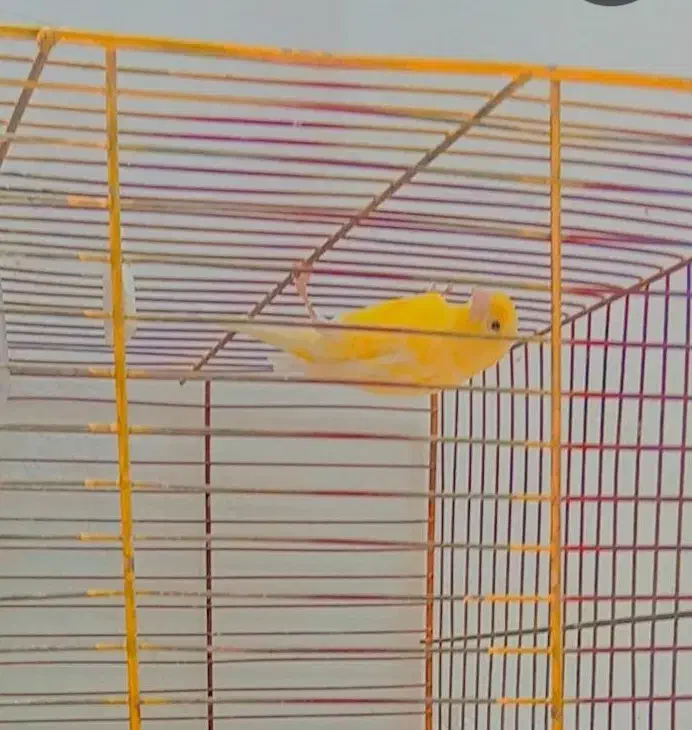 قناری خوبو|پرنده|مرودشت, مختارآباد|دیوار