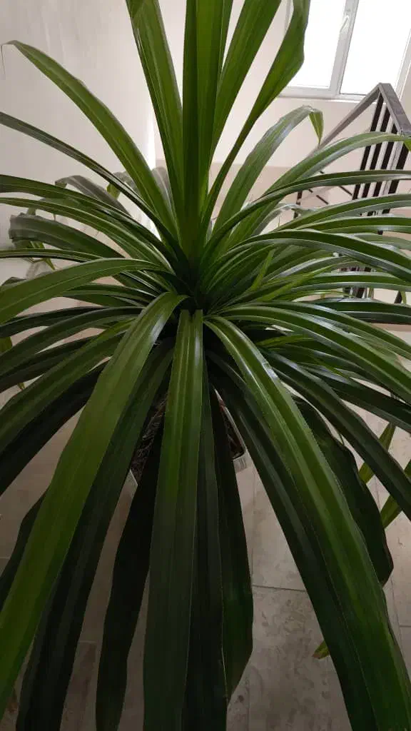 گل تزئینی|گل و گیاه طبیعی|پردیس, فاز ۸|دیوار