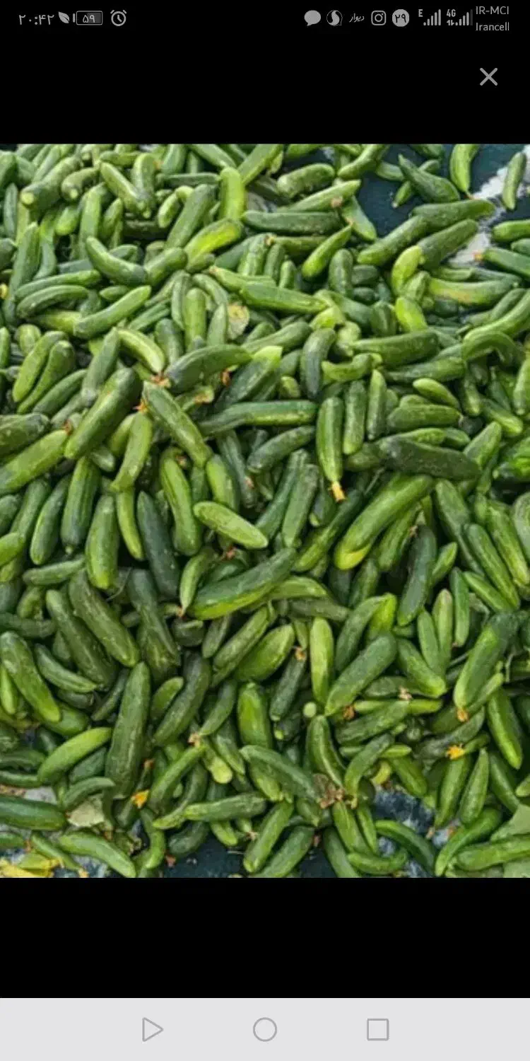 خیار شور(عمده)|خوردنی و آشامیدنی|قرچک, شهرک طلائیه|دیوار