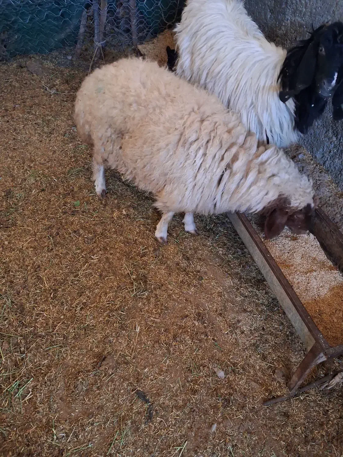 باسلام یک عددبره دیوره کوچک چاق بفروش میرسد|حیوانات مزرعه|بدره, |دیوار