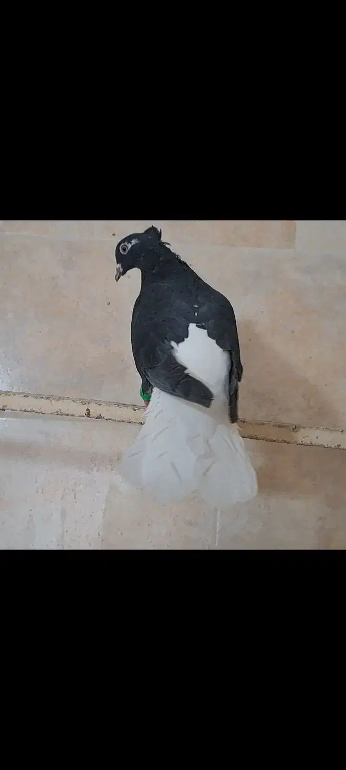 کبوتر رنگی|پرنده|ضیاء آباد, |دیوار