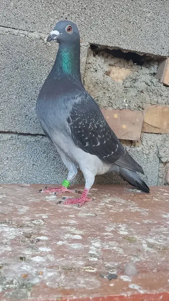 کبوتر مسافتی|پرنده|گنبد کاووس, |دیوار