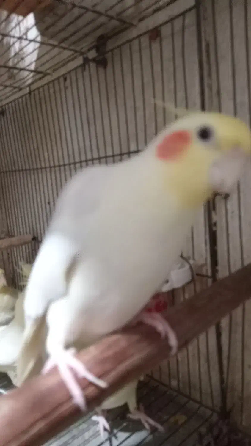 عروس هلندی نر مست آواز خوان|پرنده|رشت, کوی فرهنگیان|دیوار