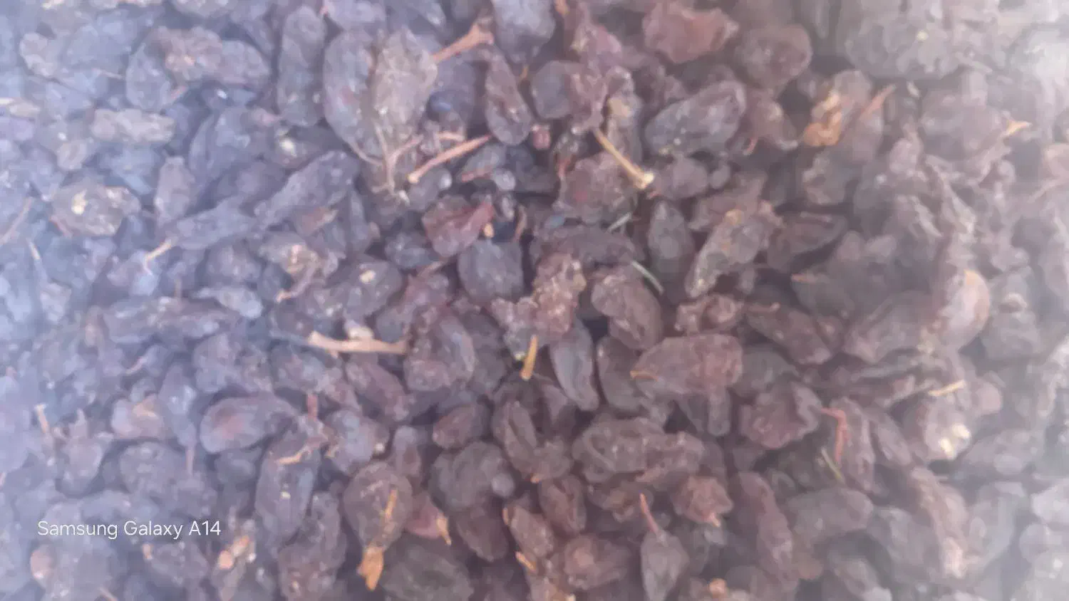 مویز وکشمش بیضا|عمده‌فروشی|بیضا, |دیوار