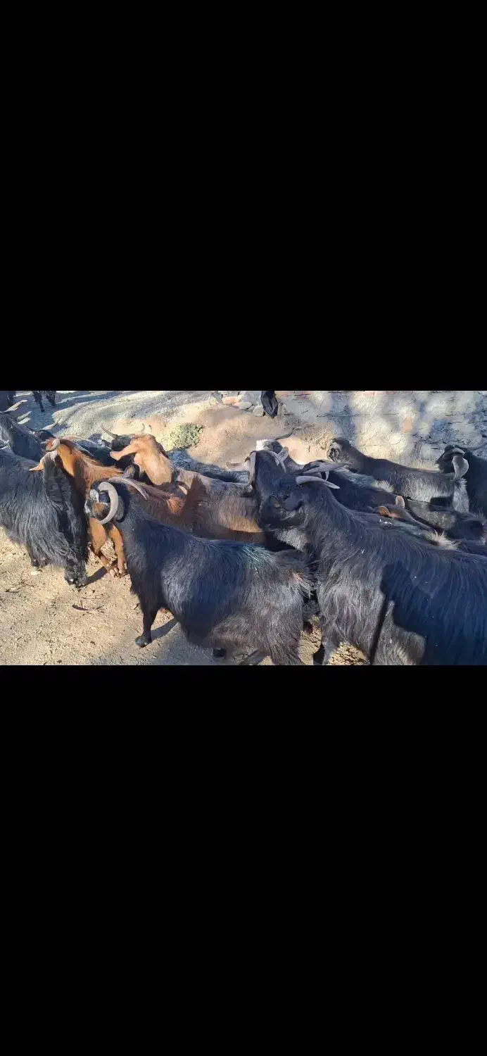 بوزگوشتی|حیوانات مزرعه|مریوان, |دیوار