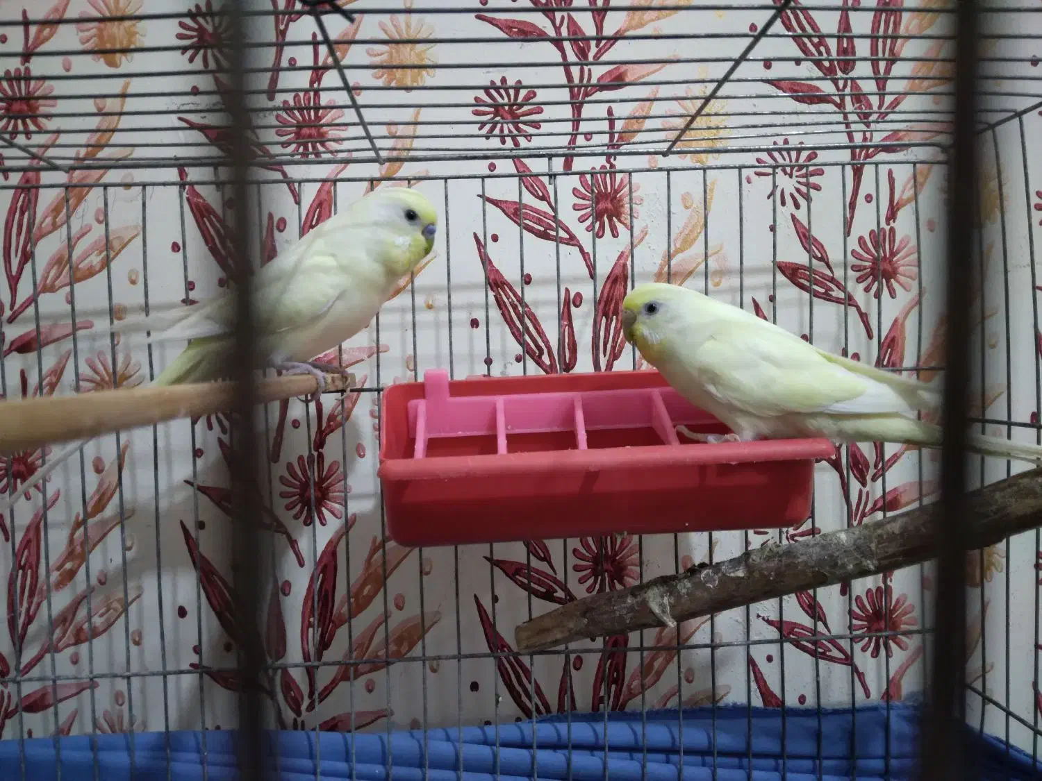 با جفت طوقی یا جفت جوجه طوقی زاغ یا جفت جوجه زاغ|پرنده|لالی, |دیوار