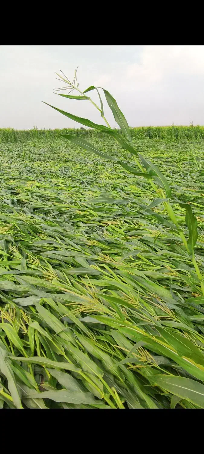 ذرت چاپر خابیده مخصوص گاوداری های سنتی|حیوانات مزرعه|دزفول, |دیوار