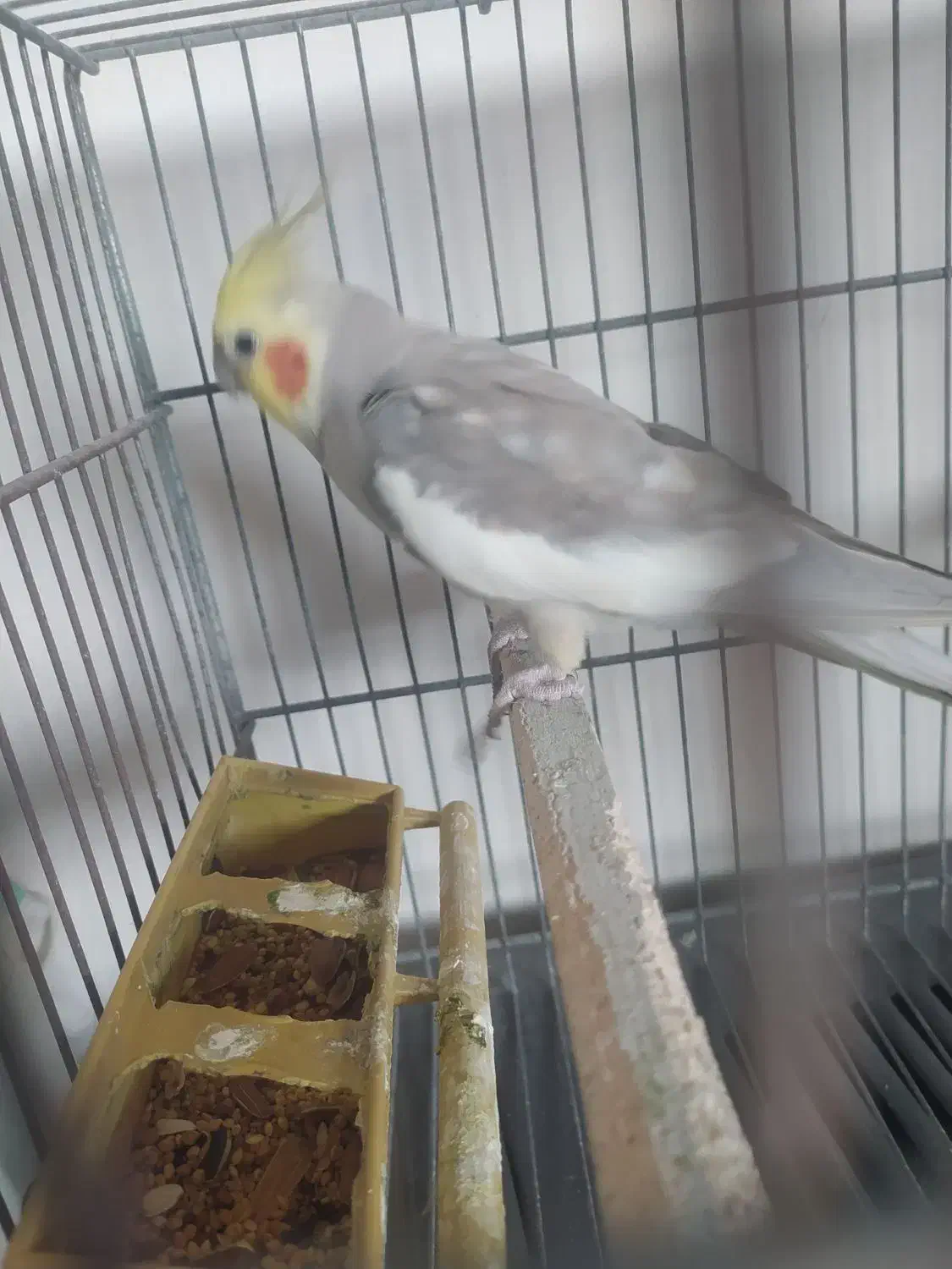 عروس هلندی فروشی|پرنده|تنکابن, |دیوار