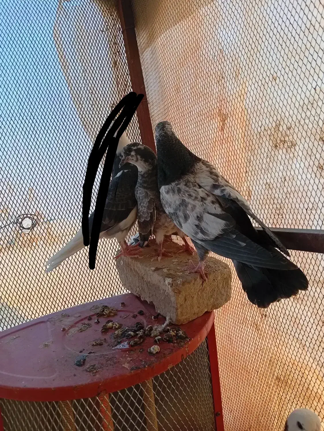 جوجه کفتر|پرنده|پاکدشت, پاکدشت (مامازند)|دیوار