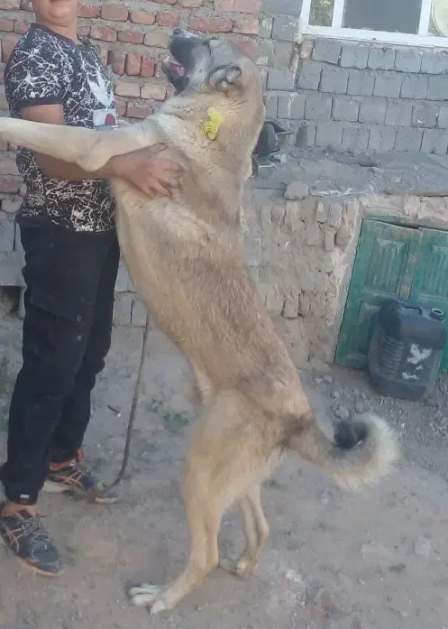 سگ گله ای نگهبان|سگ|هشترود, |دیوار