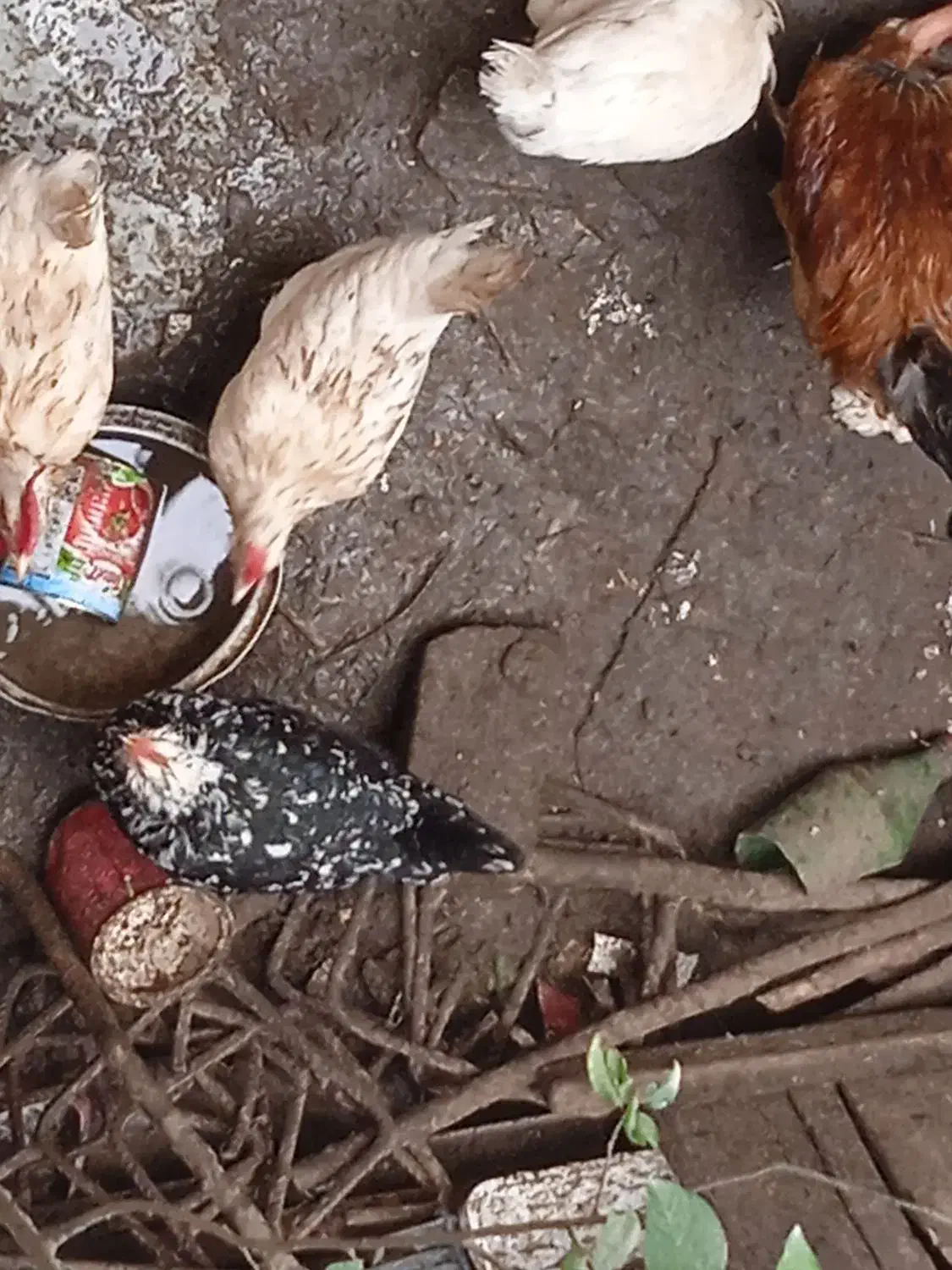 فروش تخم گلین|حیوانات مزرعه|رشت, پیرکلاچای|دیوار