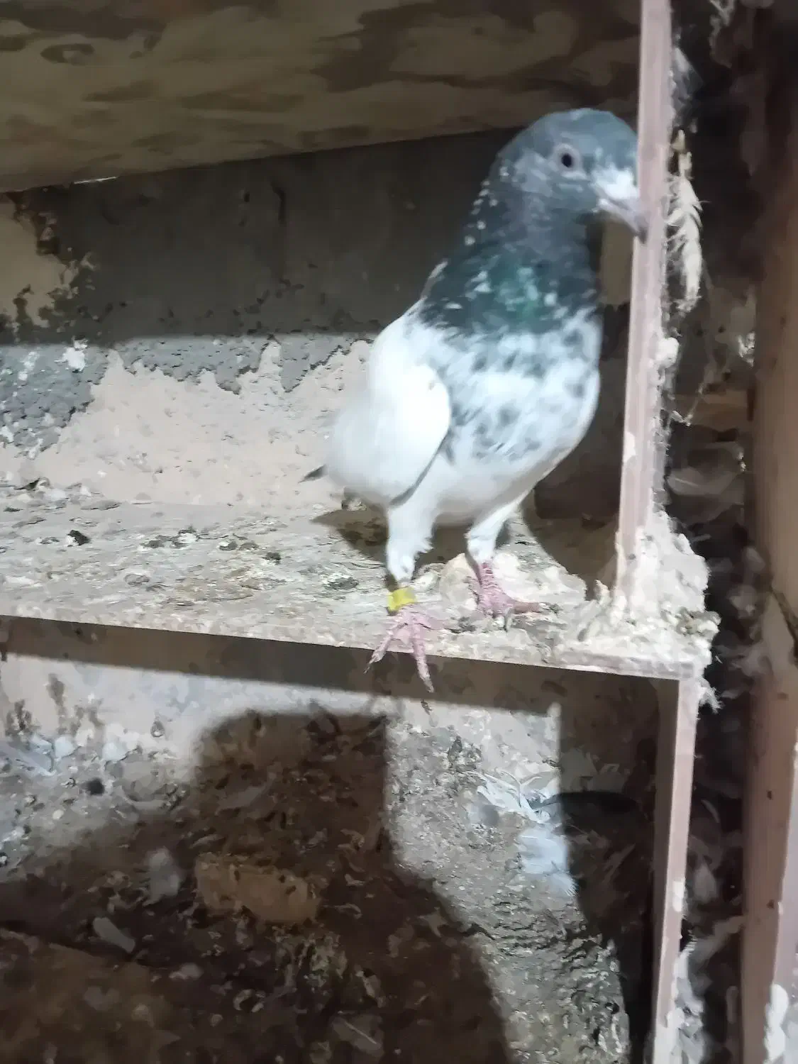 تیدی سرحال|پرنده|بندر ماهشهر, |دیوار