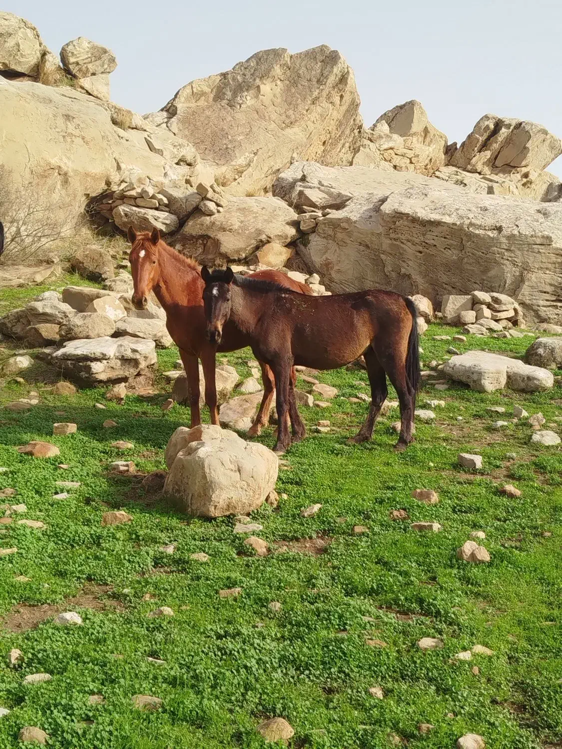 مادیون عشایری|اسب و تجهیزات اسبسواری|ایذه, |دیوار